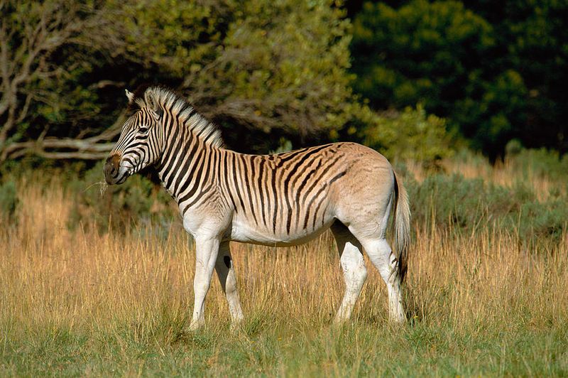 Quagga
