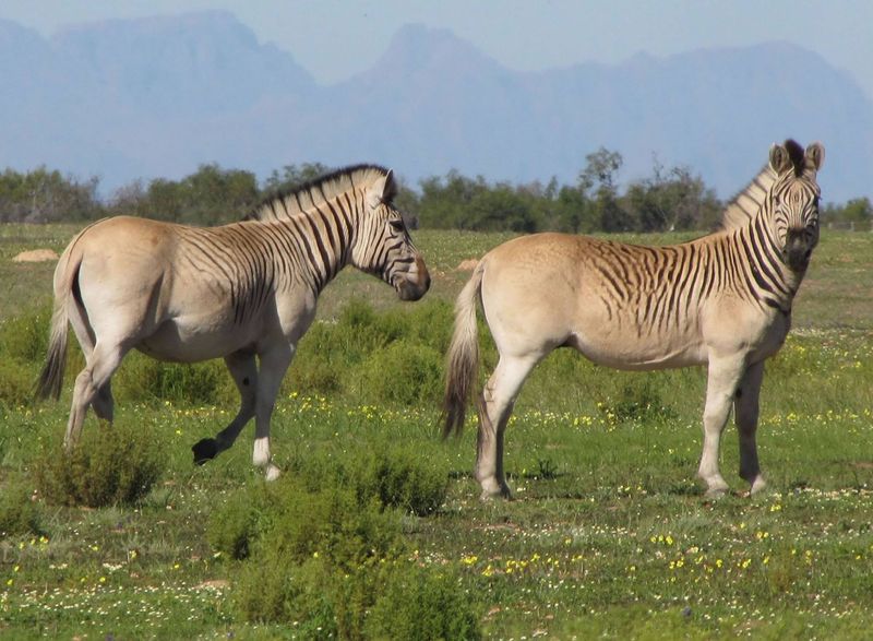 Quagga
