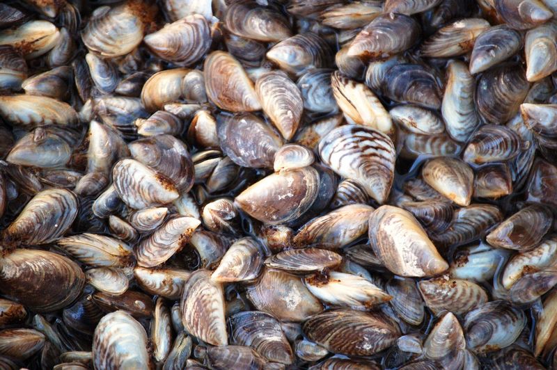 Quagga Mussels