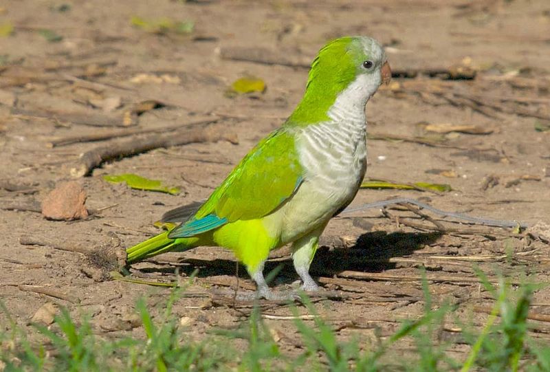 Quaker Parrots