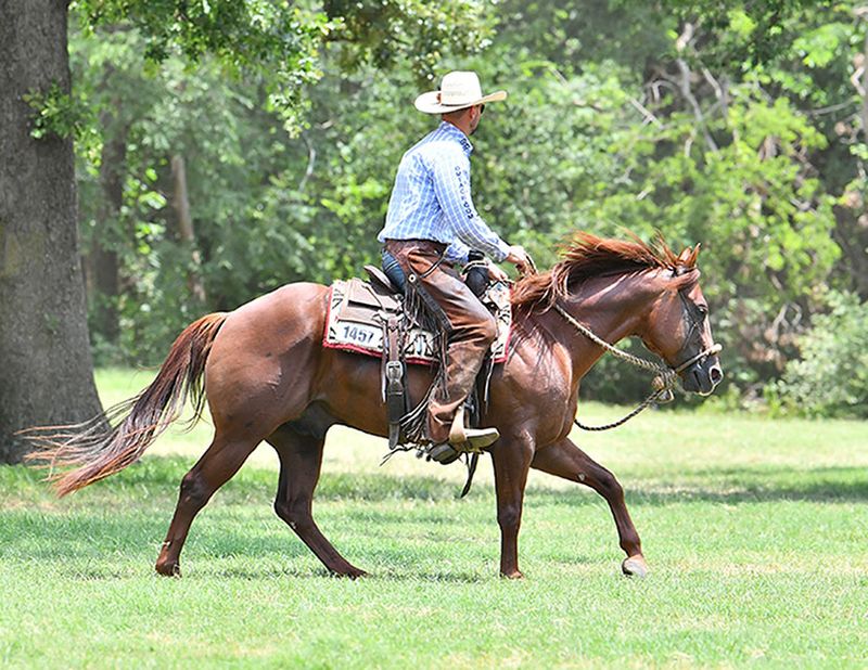 Quarter Horse