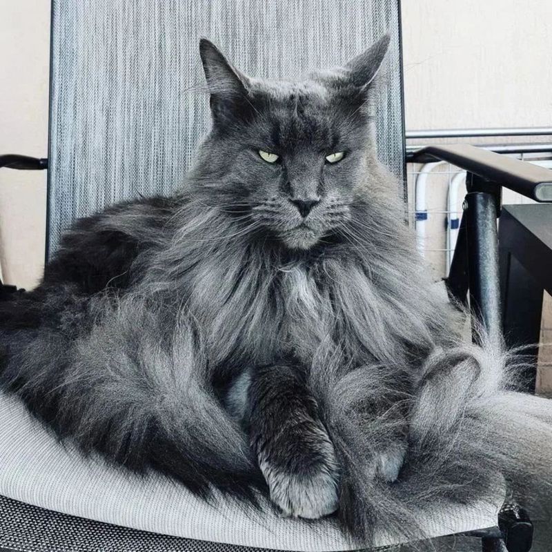 Queen Cleocatra