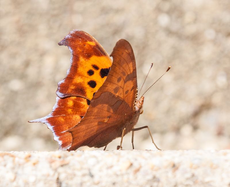Question Mark Butterfly