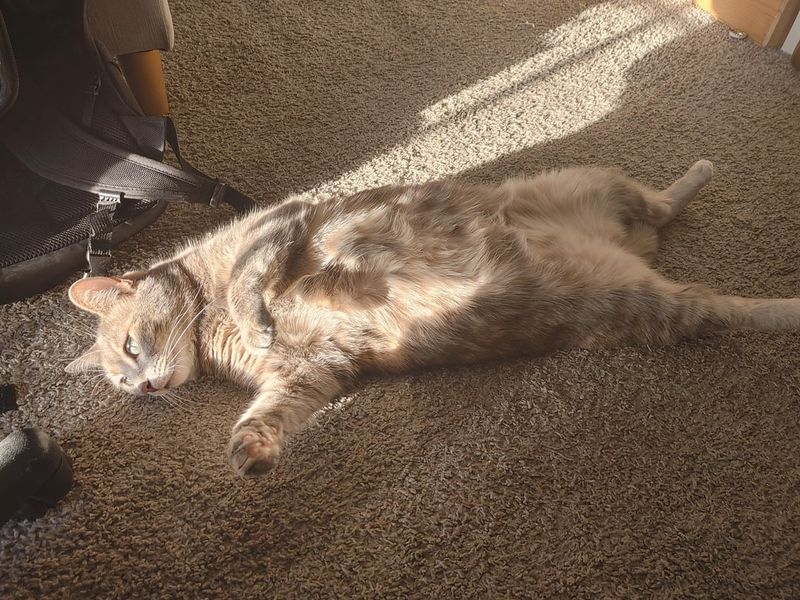 Quiet Sunbathing