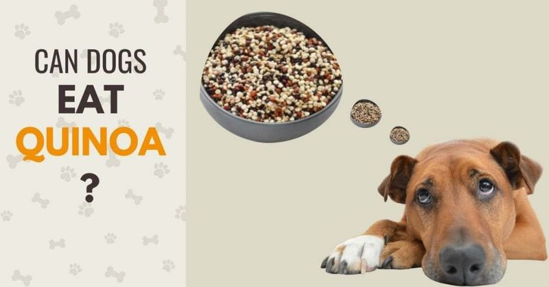 Quinoa