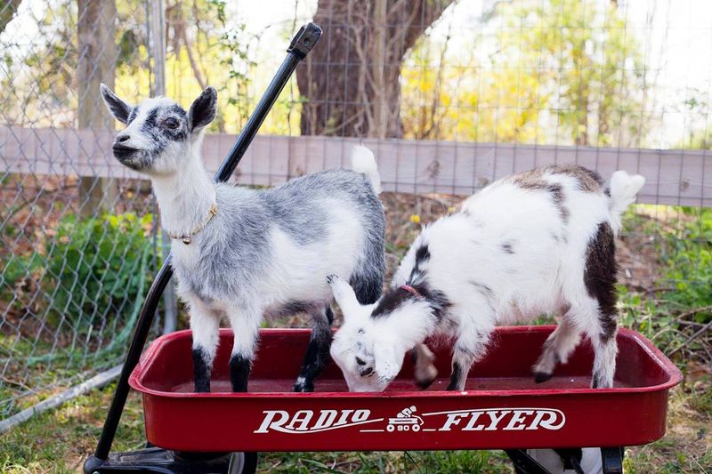 Quirky and Entertaining