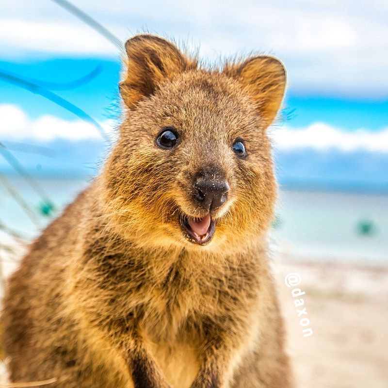 Quokka