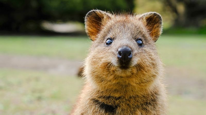 Quokka