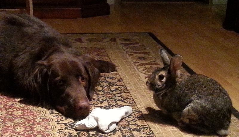 Rabbit
