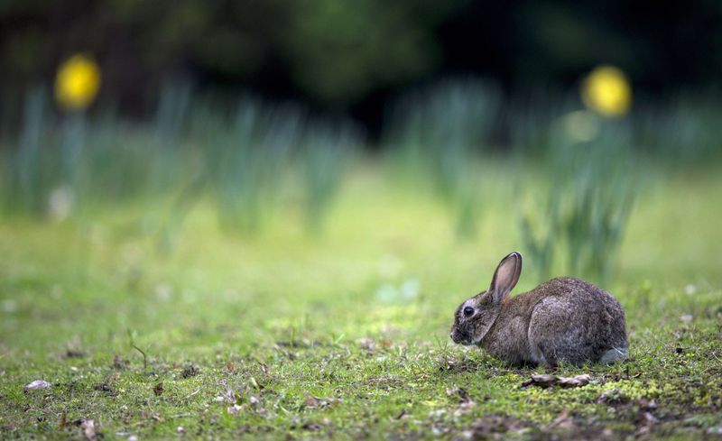 Rabbit