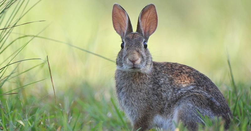 Rabbit
