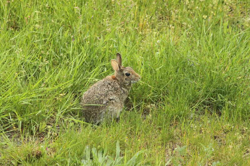 Rabbit