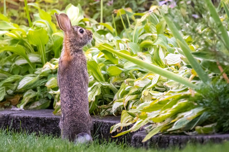Rabbits