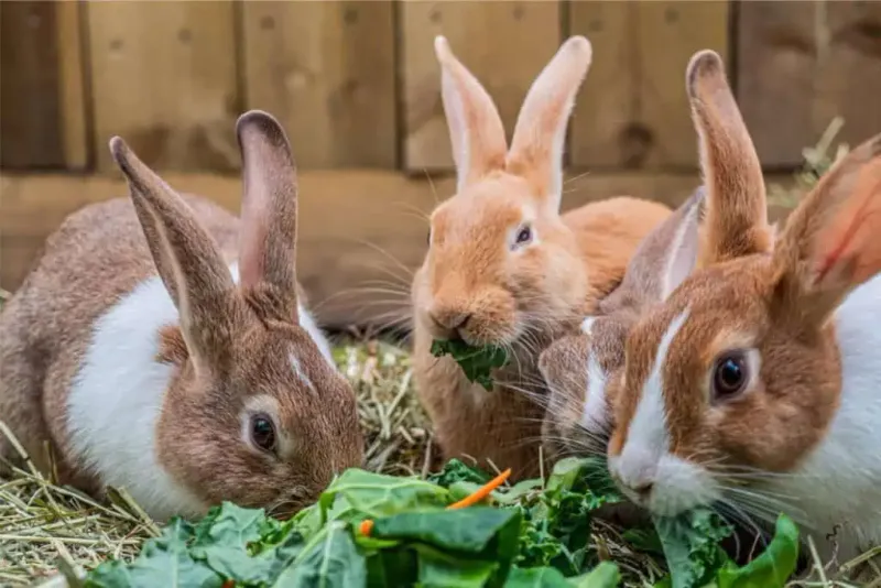 Rabbits Eating More