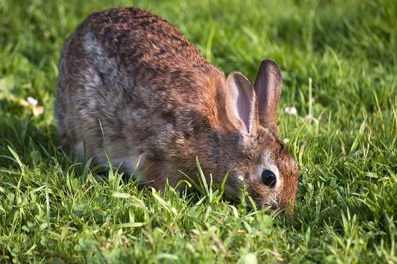 Rabbits Eating Their Droppings