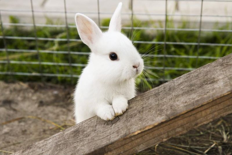 Rabbits and Luck