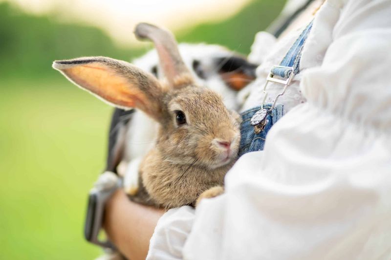 Rabbits