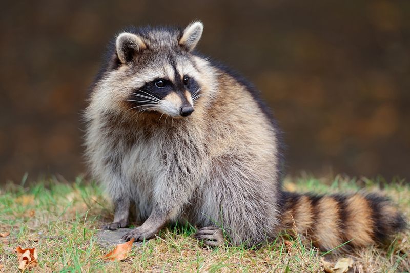 Raccoon