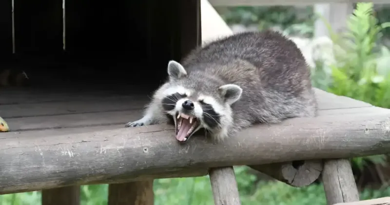 Raccoon
