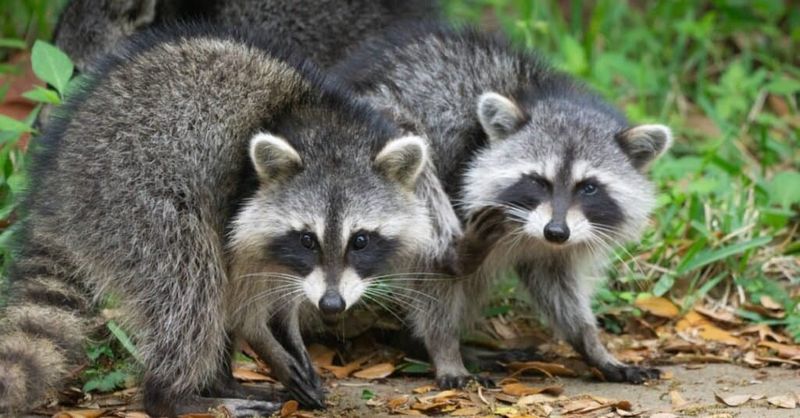 Raccoon