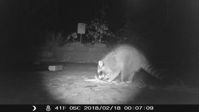 Raccoon