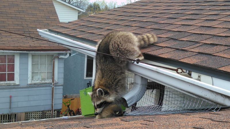 Raccoon