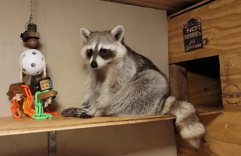 Raccoon
