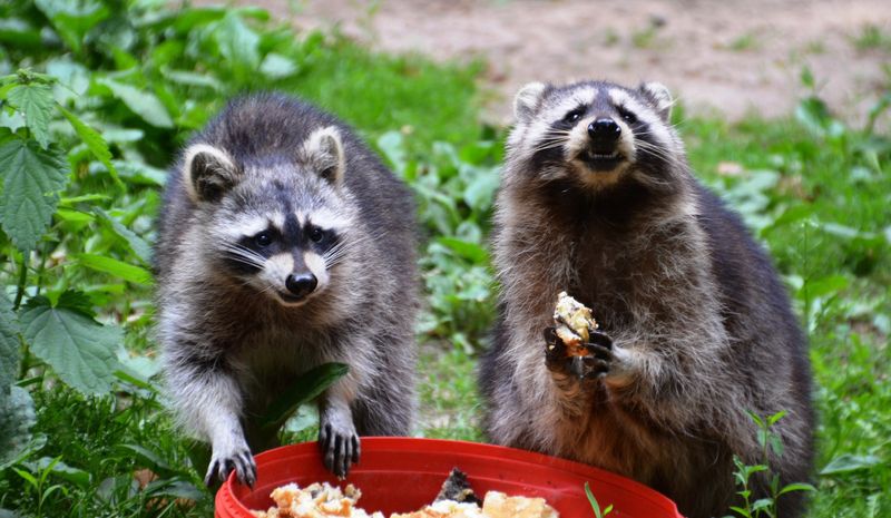 Raccoons