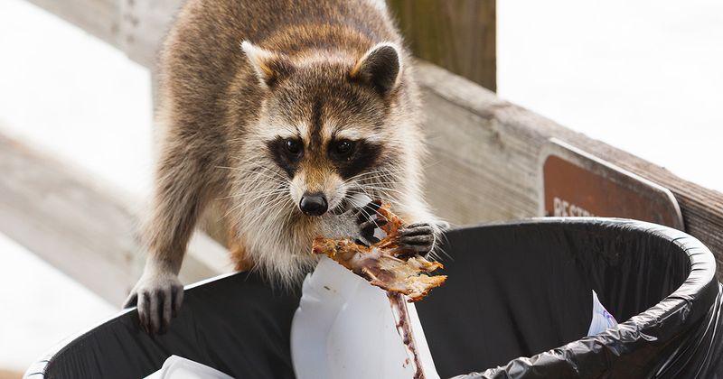 Raccoons