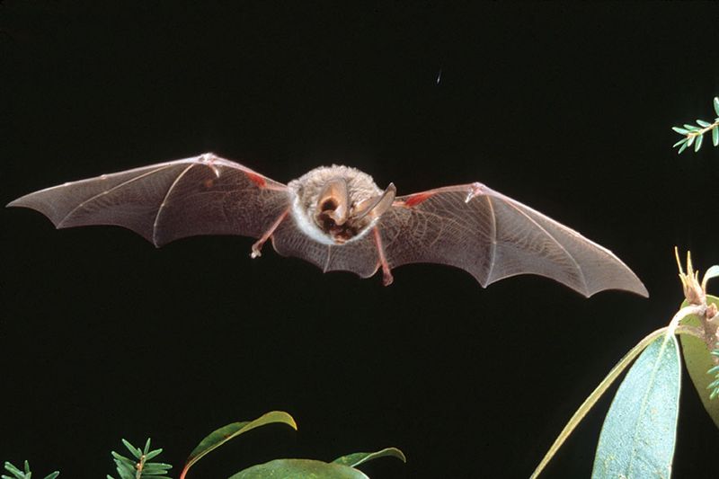 Rafinesque's Big-eared Bat