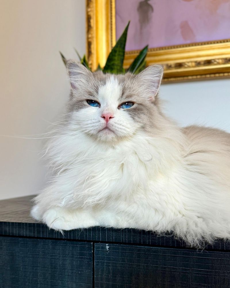 Ragdoll
