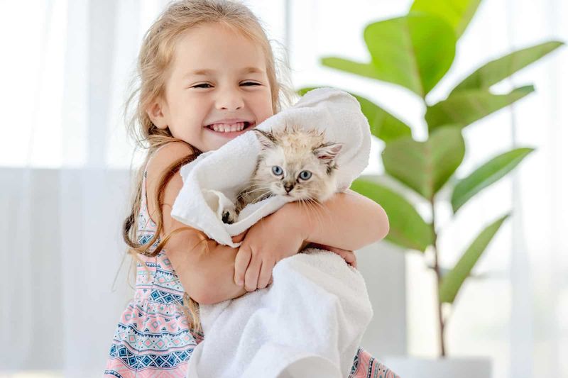 Ragdoll