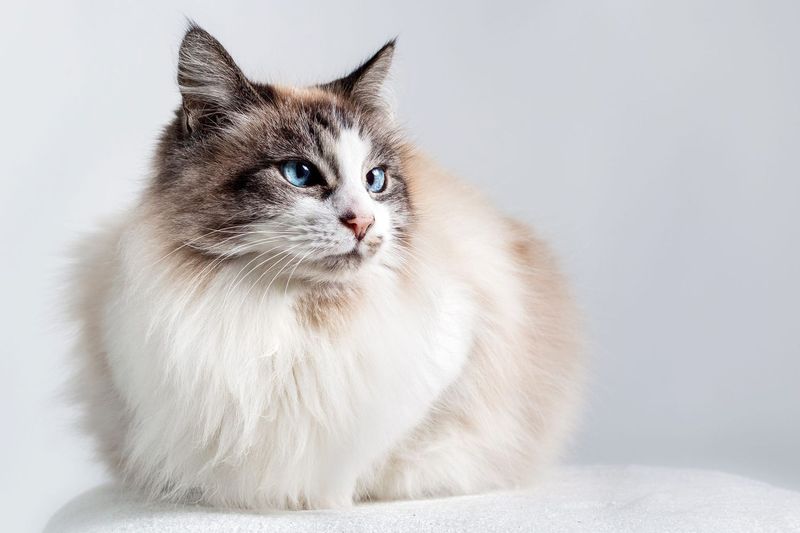 Ragdoll