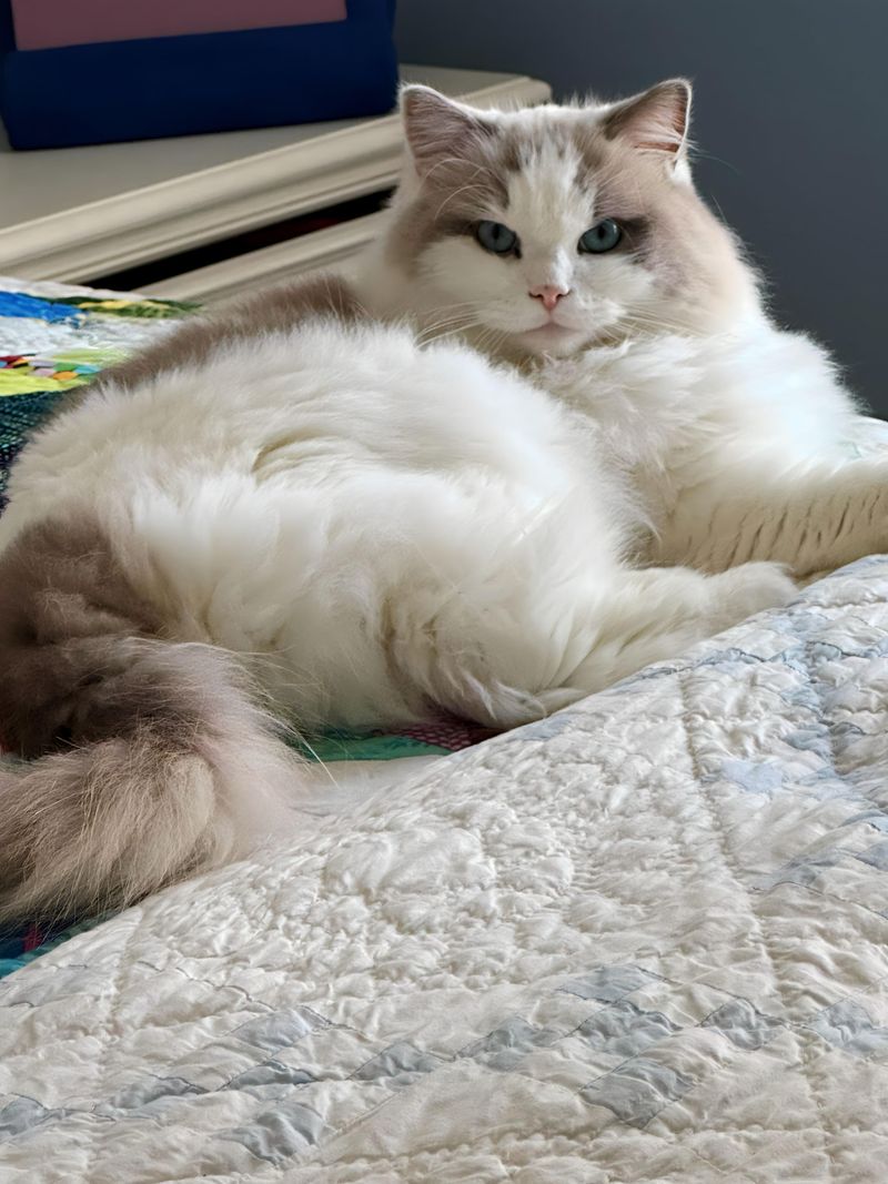 Ragdoll