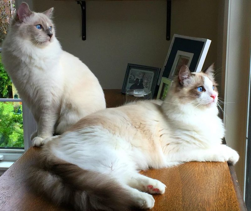 Ragdoll
