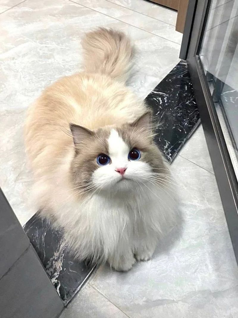 Ragdoll
