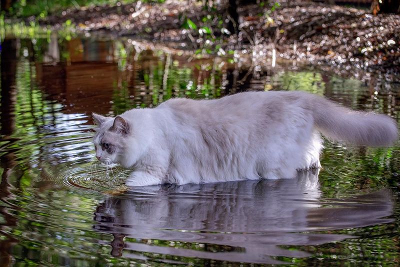 Ragdoll