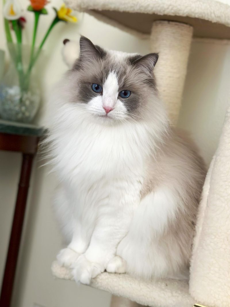 Ragdoll