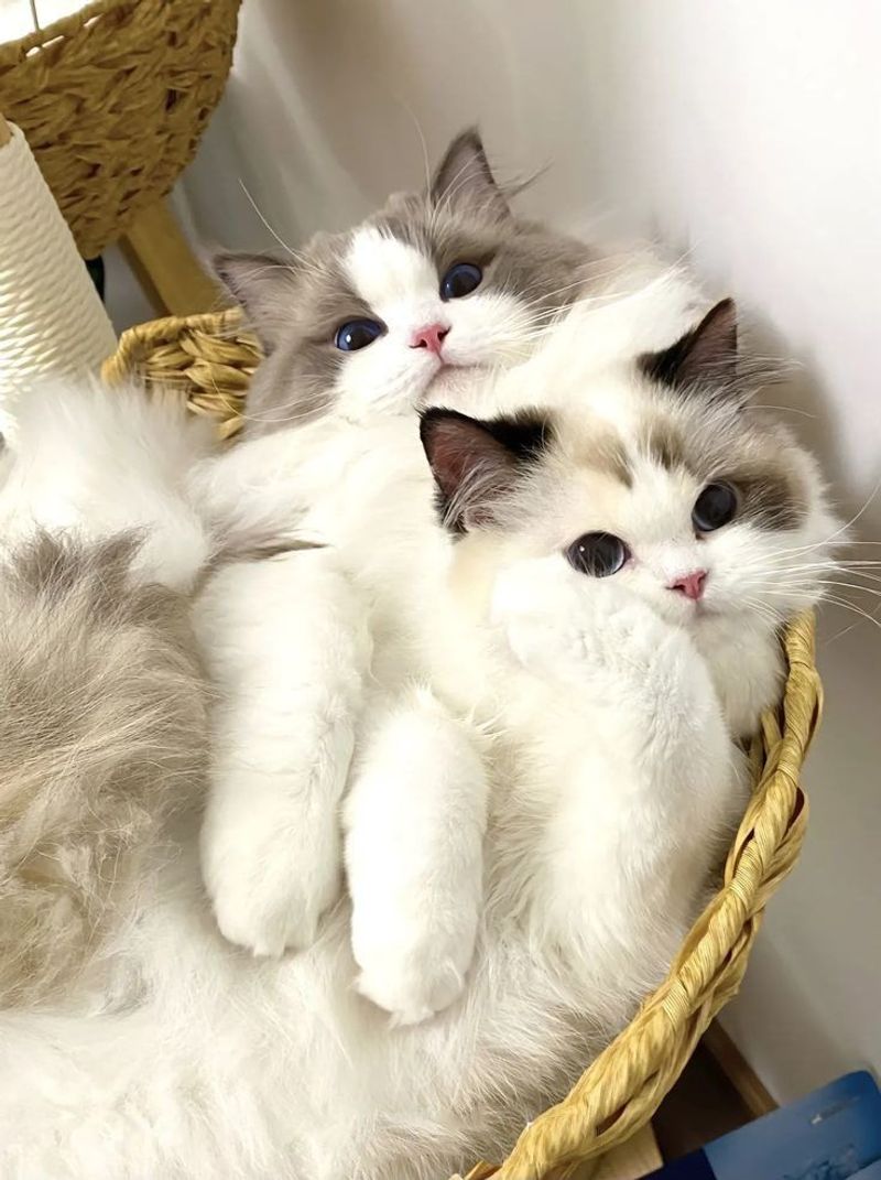 Ragdoll