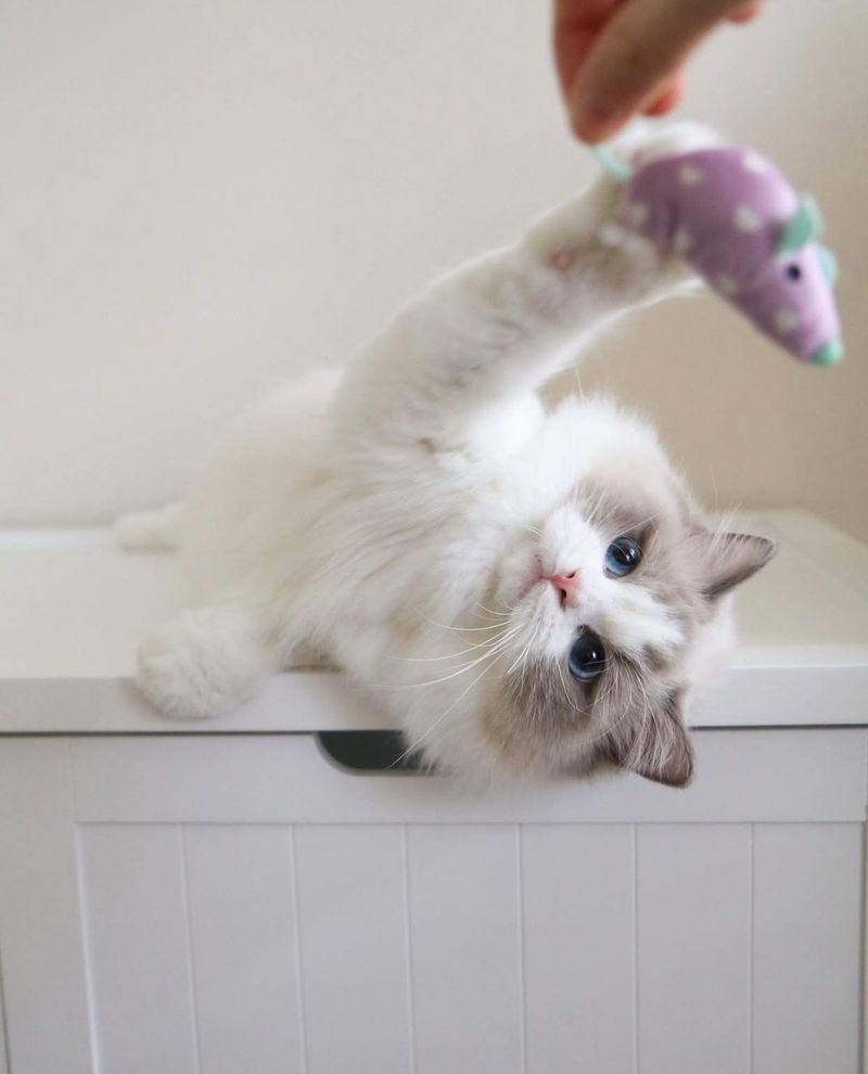Ragdoll