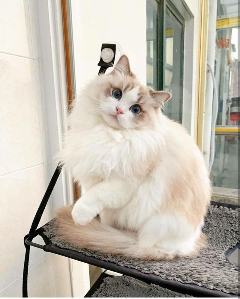 Ragdoll