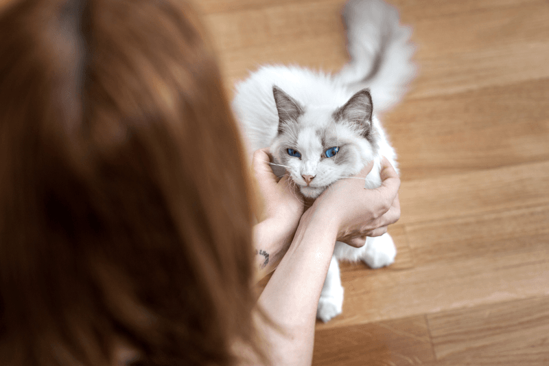 Ragdoll