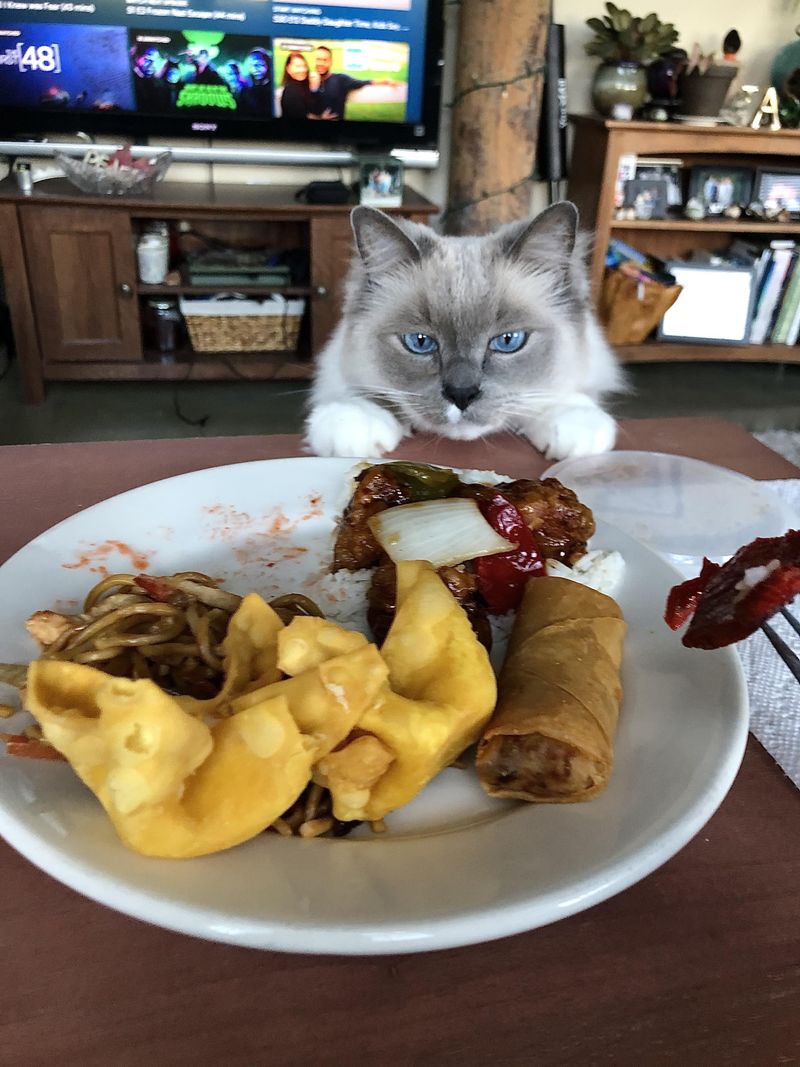 Ragdoll
