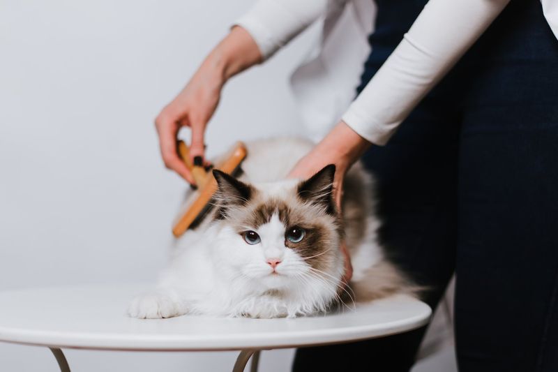 Ragdoll