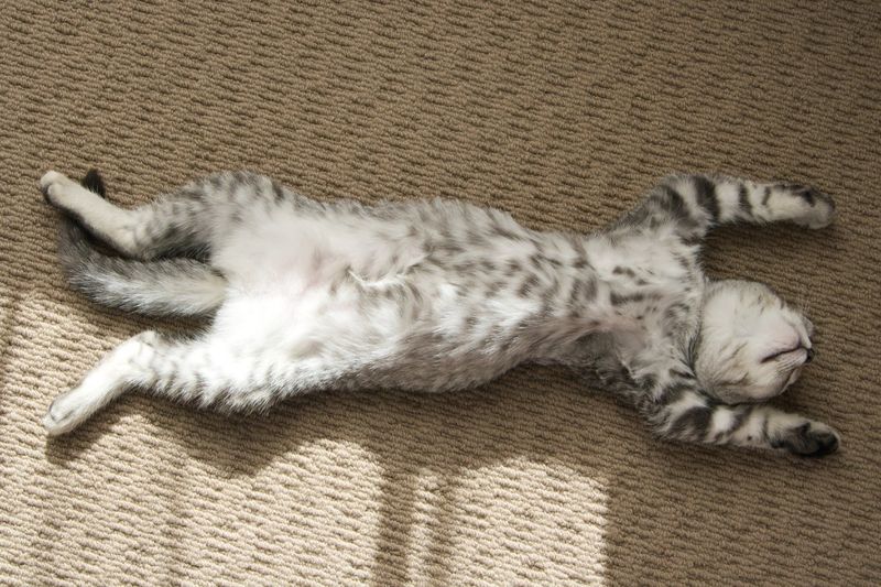 Ragdoll