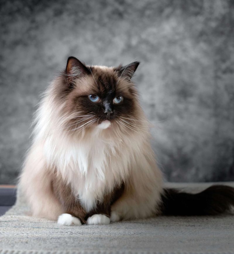 Ragdoll