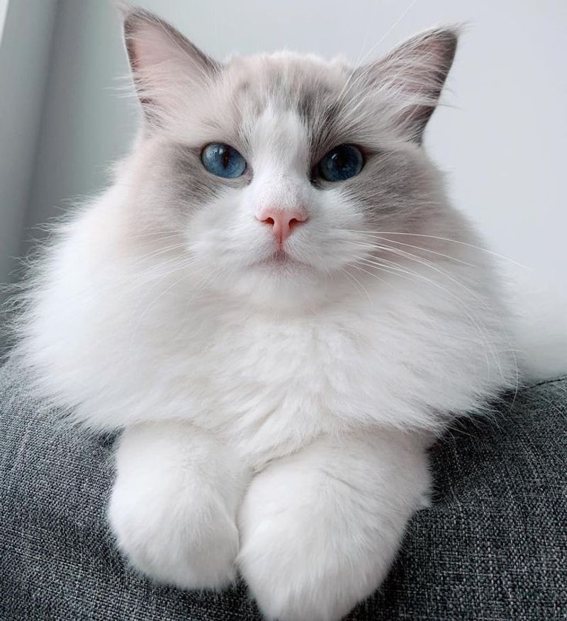 Ragdoll - Bella