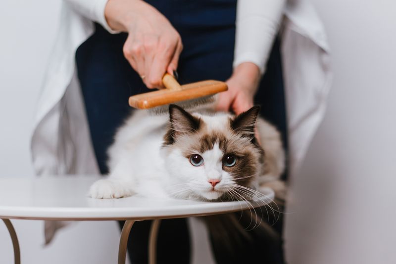 Ragdoll Cat
