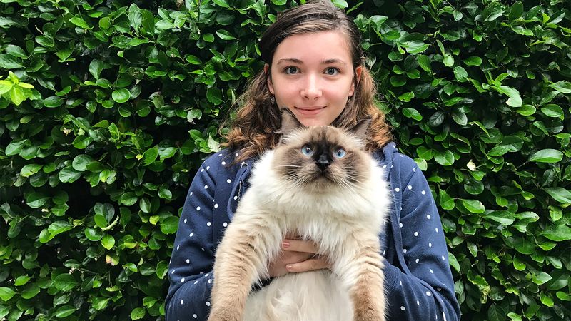 Ragdoll Cat