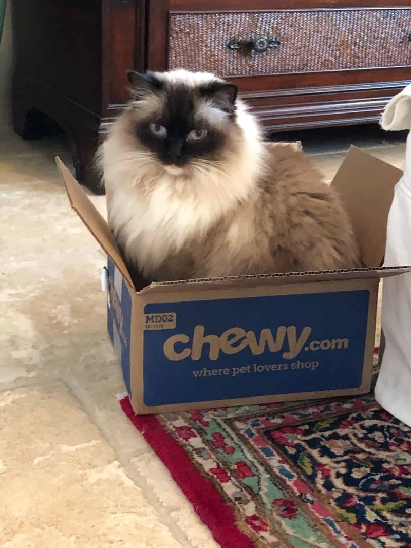 Ragdoll Rascal